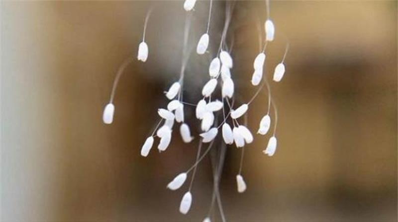 Hoa ưu đàm hướng tới vẻ đẹp chân thiện mỹ