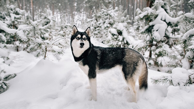 Husky đến từ vùng lạnh giá