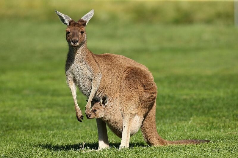 Kangaroo non thường uống sữa từ Chuột túi mẹ