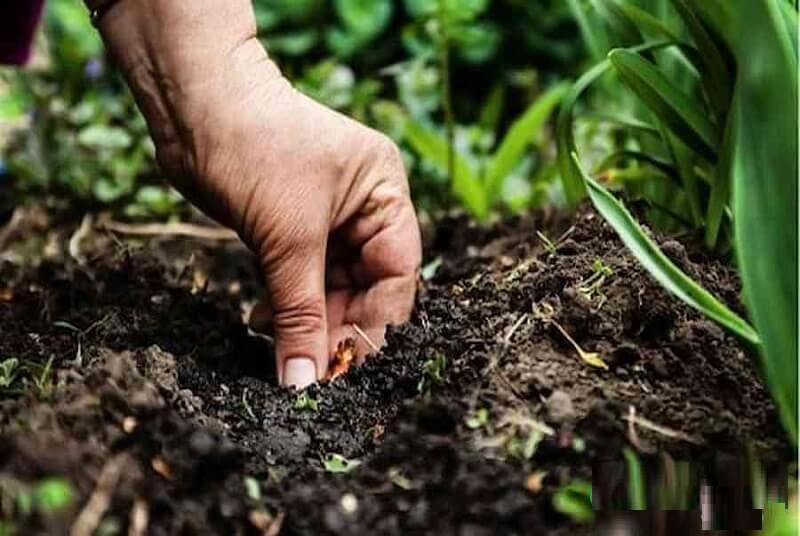 Các loại keo đất phổ biến