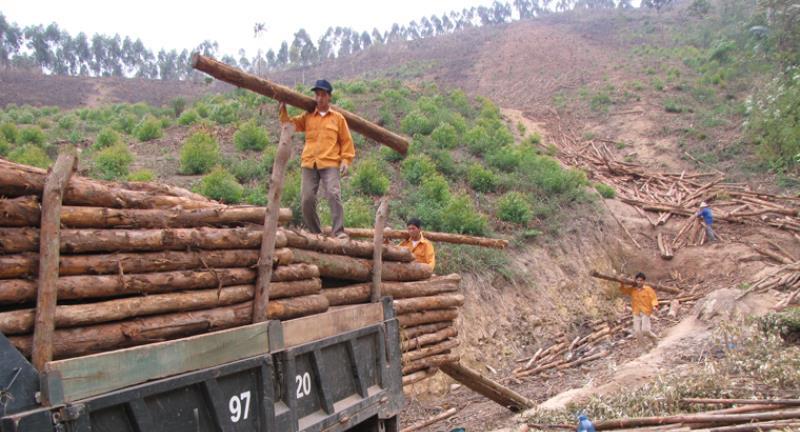 Kết đơn xin khai thác gỗ cần những nội dung gì