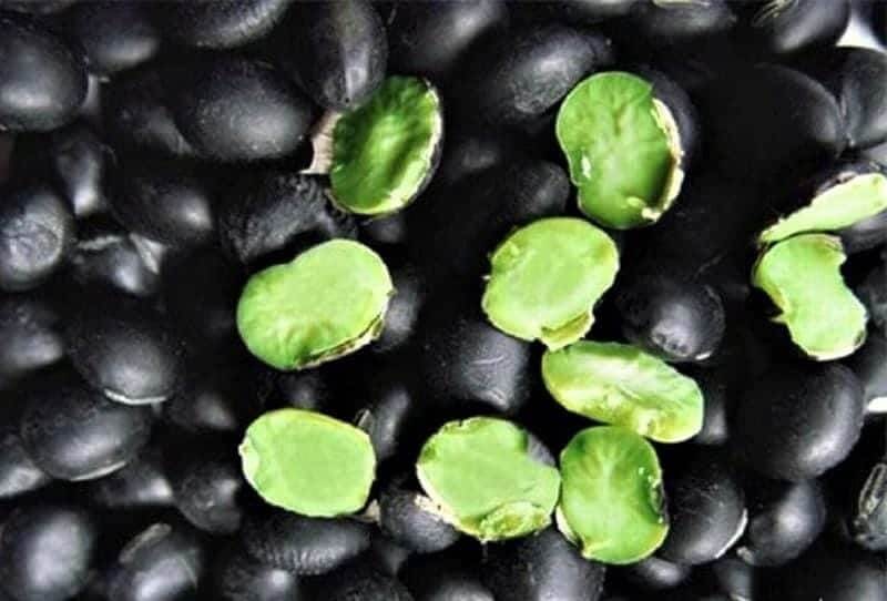 Khái niệm về đậu đen xanh lòng