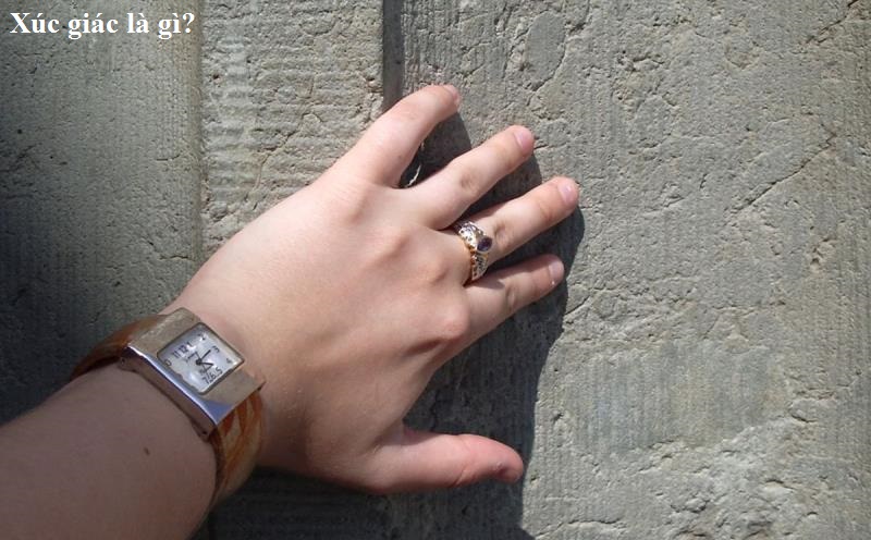 Cấu tạo của xúc giác