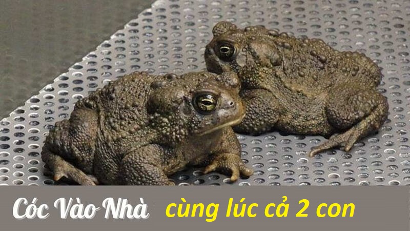 Hai con cóc cùng vào nhà bạn, tốt hay không