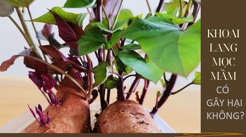 Khoai lang mọc mầm liệu có gây hại cho sức khỏe?