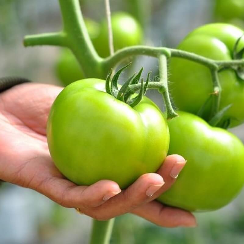 Không nên cho mèo ăn cà chua xanh vì hại đến hệ thần kinh