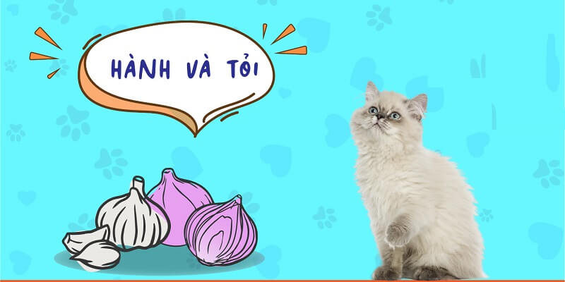 Cần loại bỏ hành, tỏi ra khỏi bữa ăn của mèo