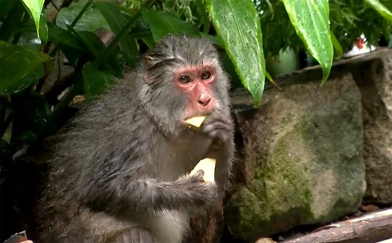 Khỉ dùng thị giác và khứu giác để kiếm thức ăn