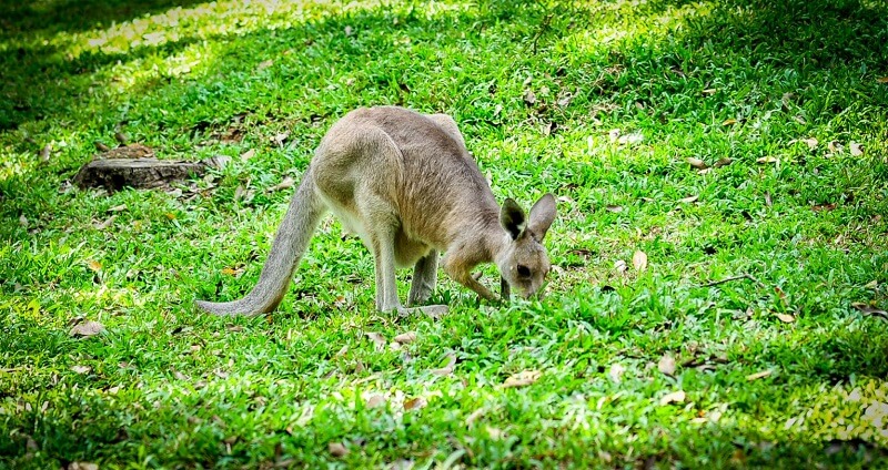 Kangaroo sẽ dùng thị giác và khứu giác để kiếm thức ăn