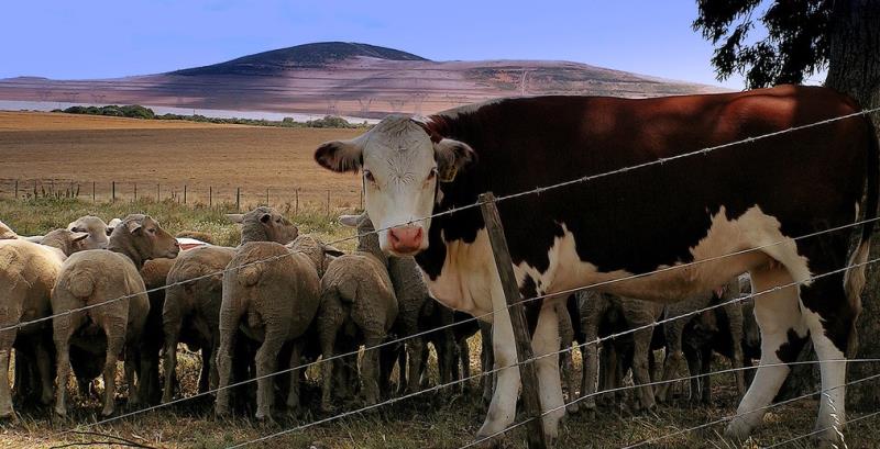 Vào tuổi Kim Lâu súc thì không nên chăn nuôi