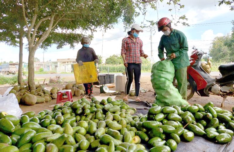 Kinh nghiệm kinh doanh nông sản trước khi tiến hành thu mua