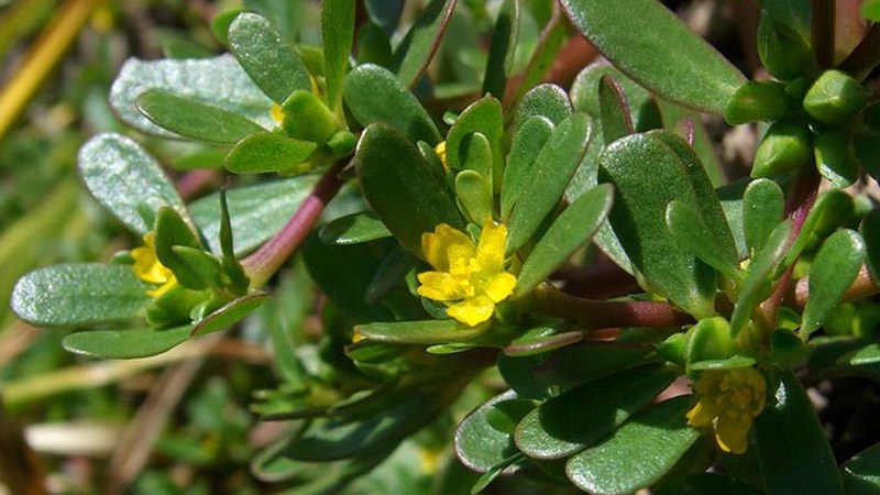 Kinh nghiệm trồng rau sam tại nhà