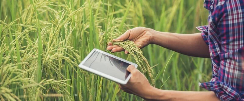 Ngành kinh tế nông nghiệp giúp phát triển nền kinh tế