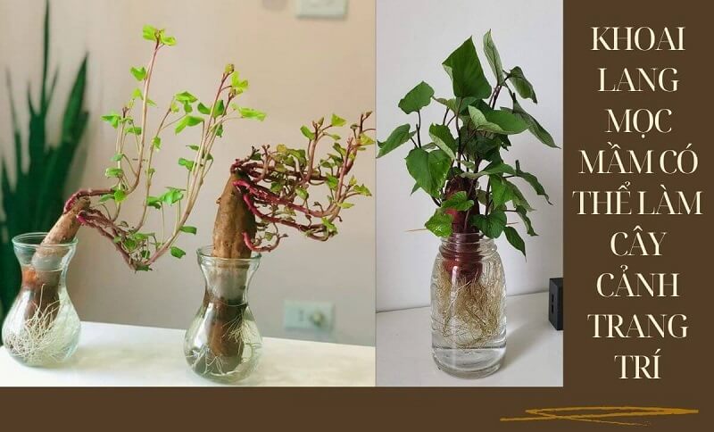 Tận dụng khoai lang đã mọc mầm làm cây cảnh