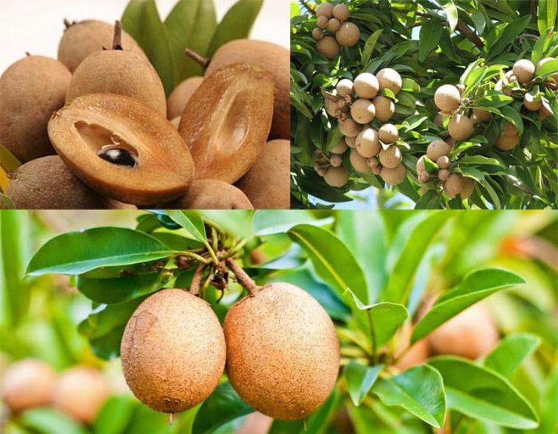 Làm mềm mượt tóc bằng hạt hồng xiêm