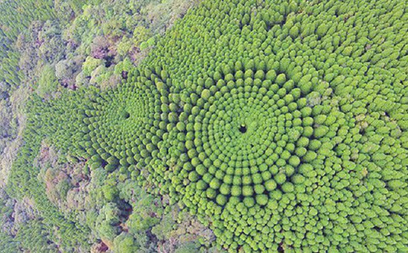 Khái niệm lâm nghiệp là gì? 