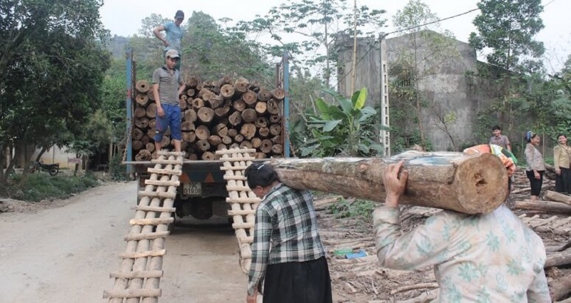 Lâm nghiệp có vai trò đặc biệt với đời sống xã hội 