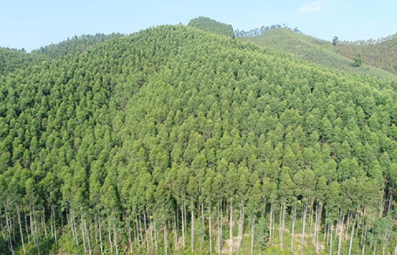 Phân chia các loại hình lâm nghiệp 