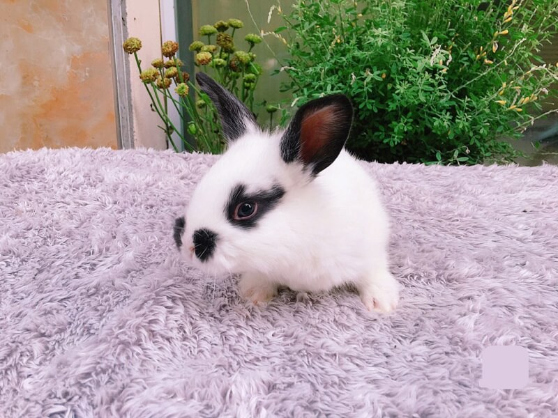 Cần mau chóng lau khô khi thỏ bị dính nước