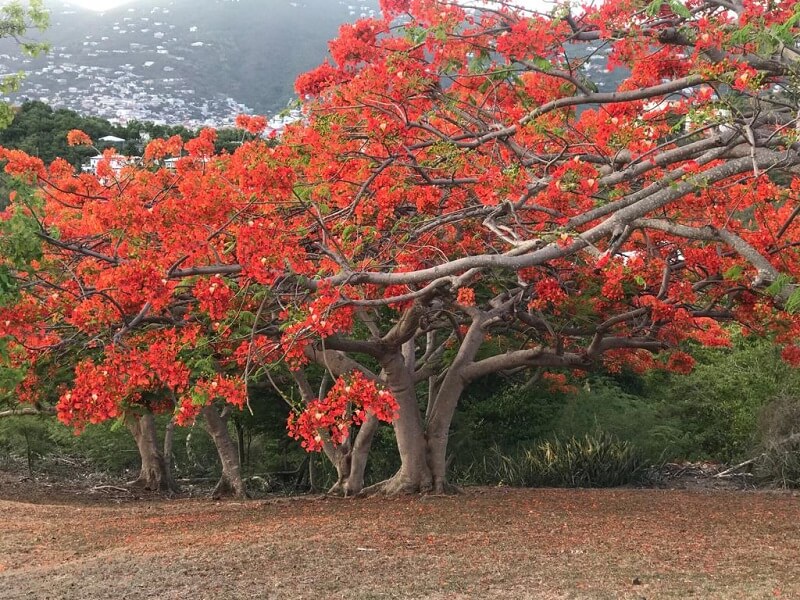 Cây phượng được dùng để lấy gỗ chắn gió