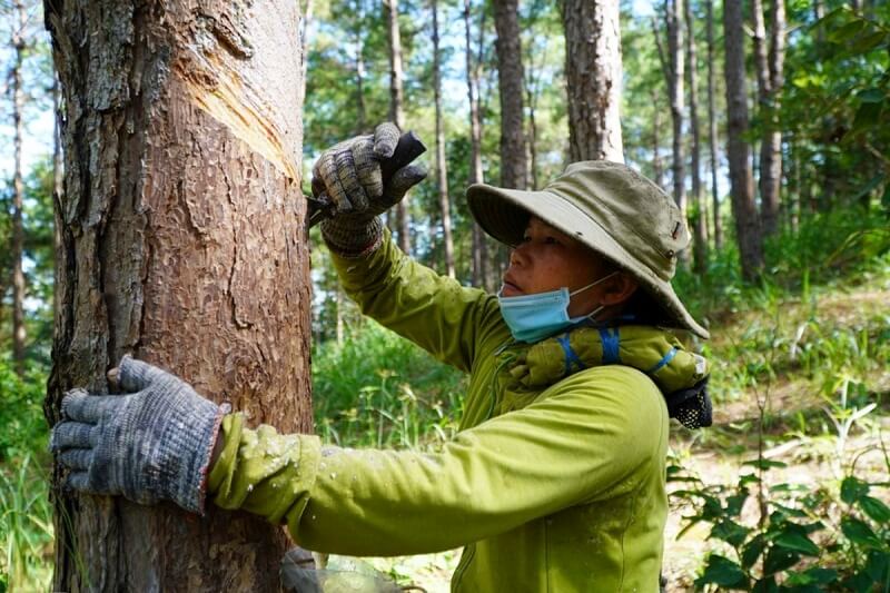 Nhựa thông được lấy chủ yếu từ cây thông nhựa