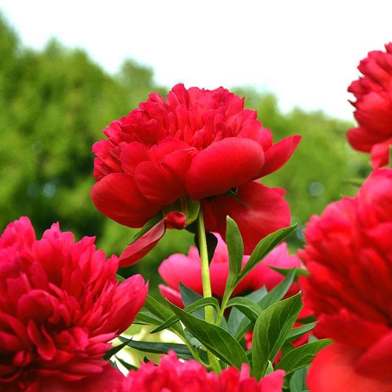 Mẫu đơn được coi là vương giả trong số các loài hoa