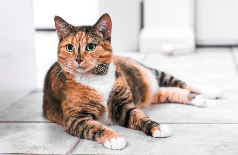 Lông mèo mướp khá dày và óng mượt