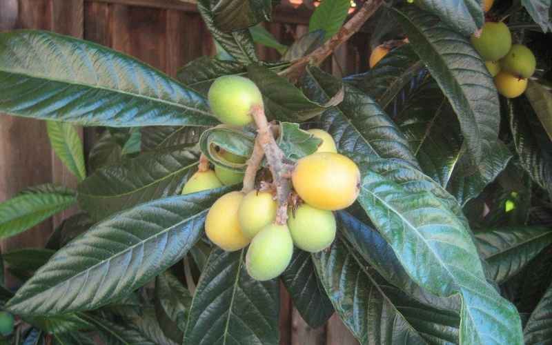 Loquat là quả gì