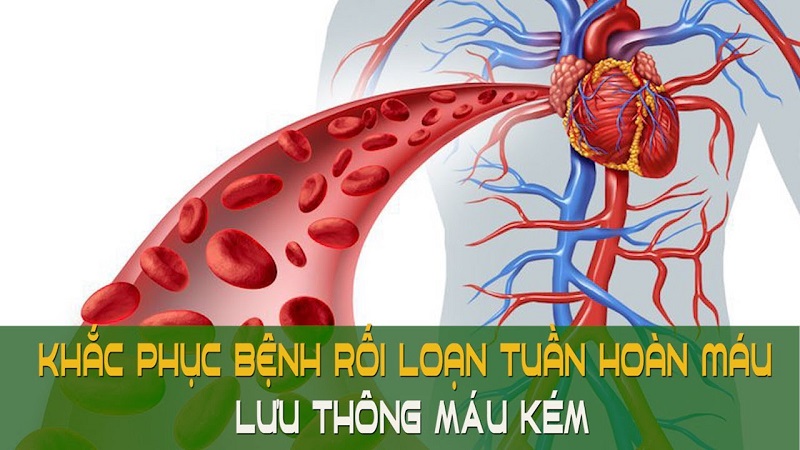 Lưu thông tuần hoàn máu