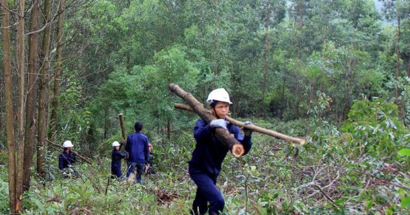 Những lưu ý quan trọng khi viết đơn xin khai thác gỗ