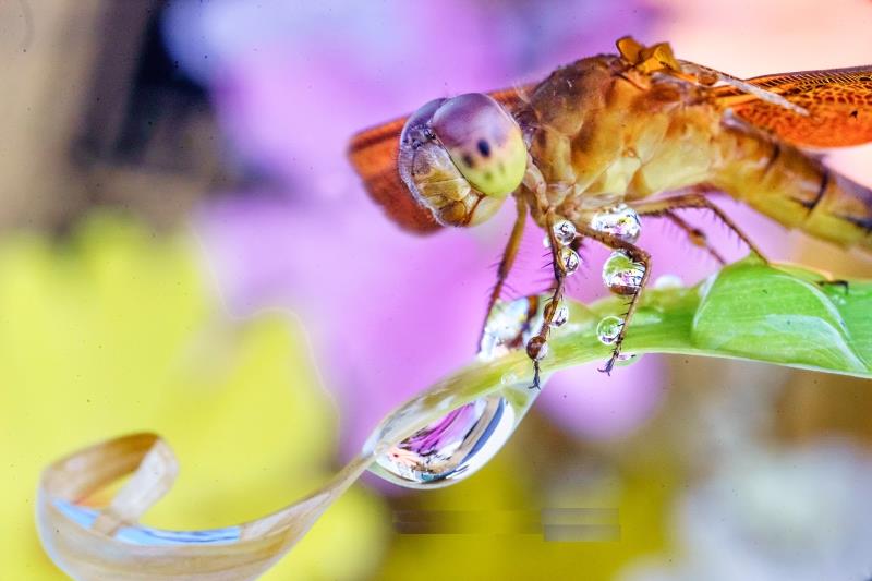 Macro trong nhiếp ảnh