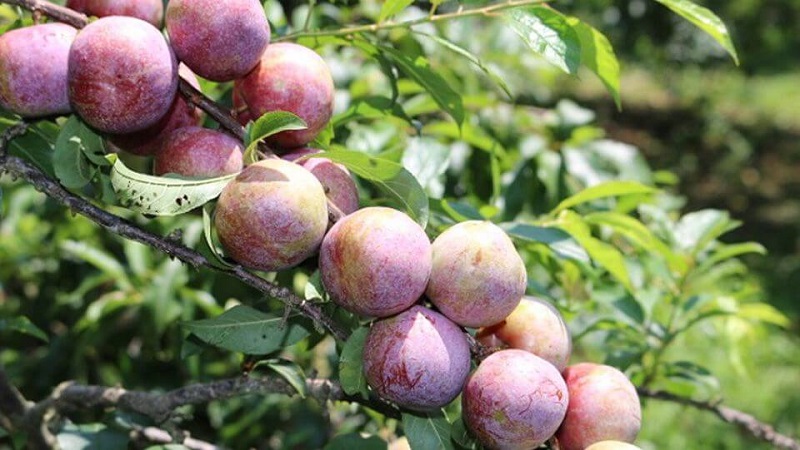 Đặc trưng của mận hậu 