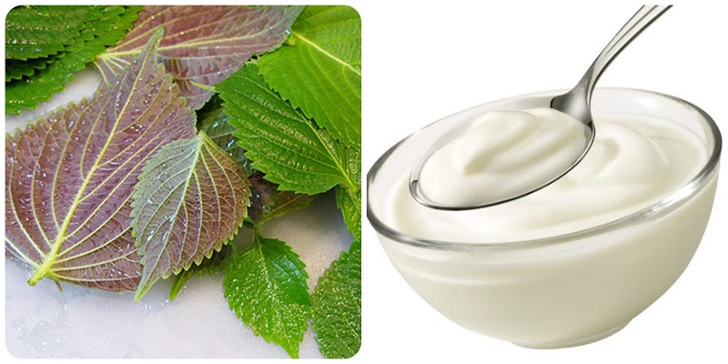 Mặt nạ tía tô kết hợp sữa chua