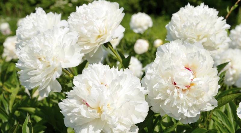 Hoa mẫu đơn trắng tượng trưng cho vẻ đẹp tinh khôi và trong trẻo