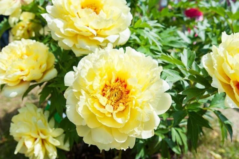 Hoa mẫu đơn vàng thể hiện khát vọng và đam mê tuổi trẻ