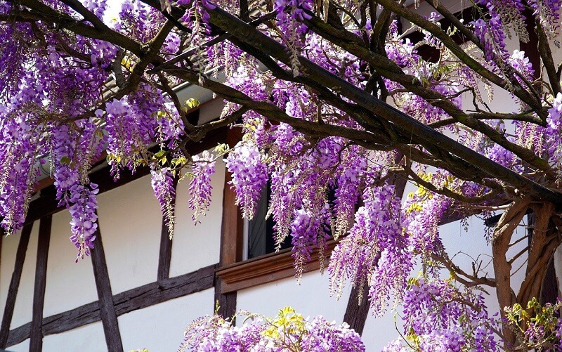 Hoa Wisteria có màu tím hoặc trắng và hương thơm