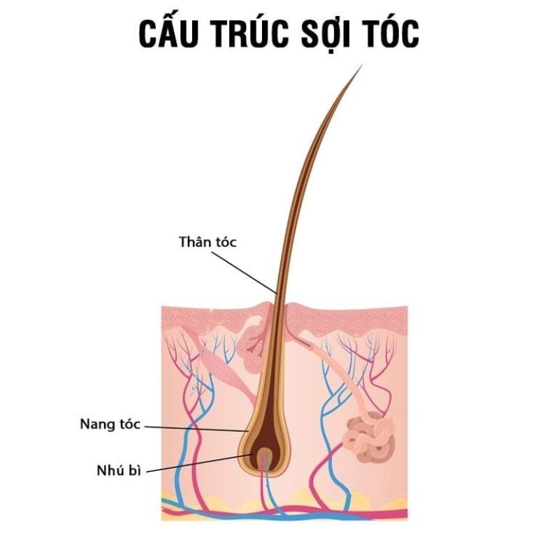 Nang tóc quyết định đến màu của sợi tóc