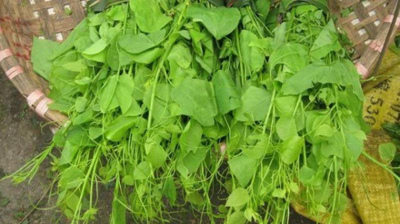 Rau bò khai có lá màu xanh non và mùi khai đặc trưng