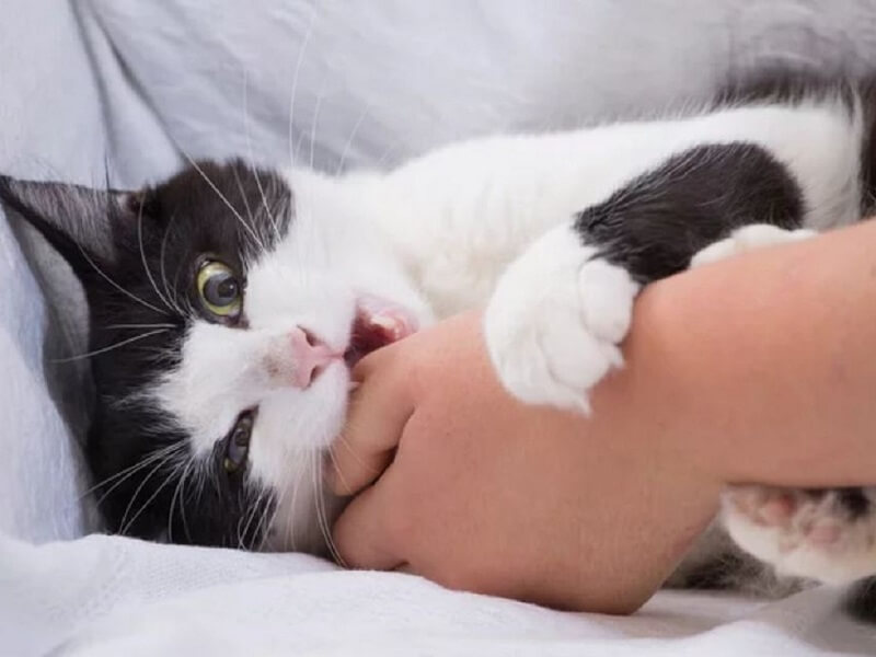 Mèo cắn có thể để lại hậu quả rất nghiêm trọng