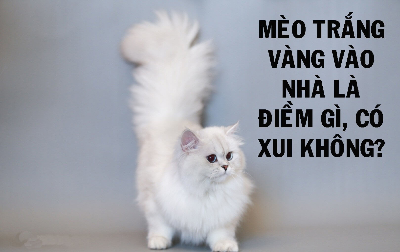 Mèo chạy vào nhà là điềm gì