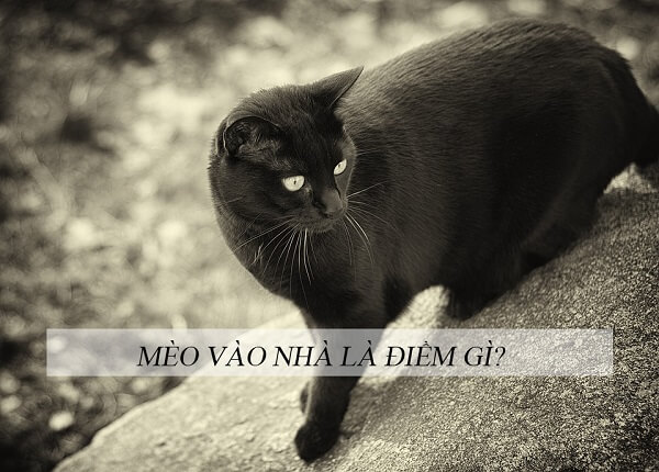 Mèo đen chạy vào nhà là điềm gì