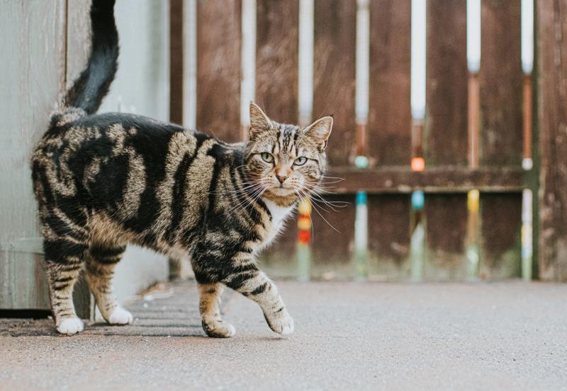 Mèo mướp cổ điển có các xoáy lớn chạy dọc cơ thể