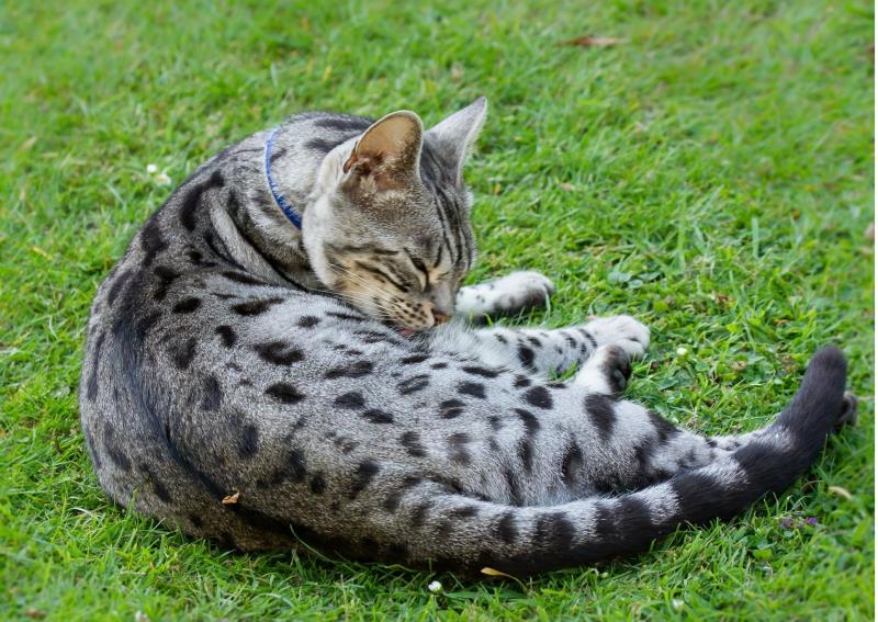 Mèo mướp là phiên bản thu nhỏ của con hổ