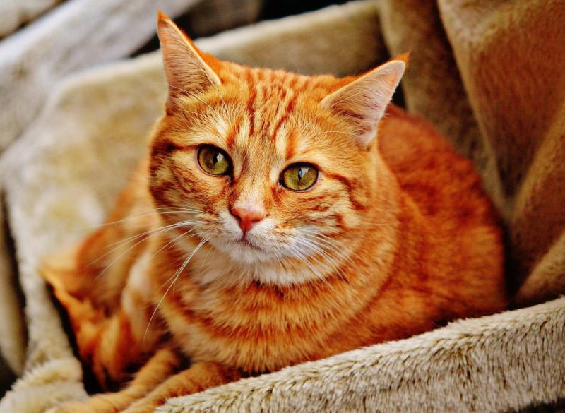 Các Loại Mèo Mướp  Màu Sắc Hoa Văn Của Từng Loài  Thichthucungcom
