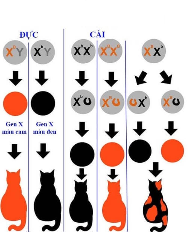 Lý do mèo tam thể đực hiếm và đắt