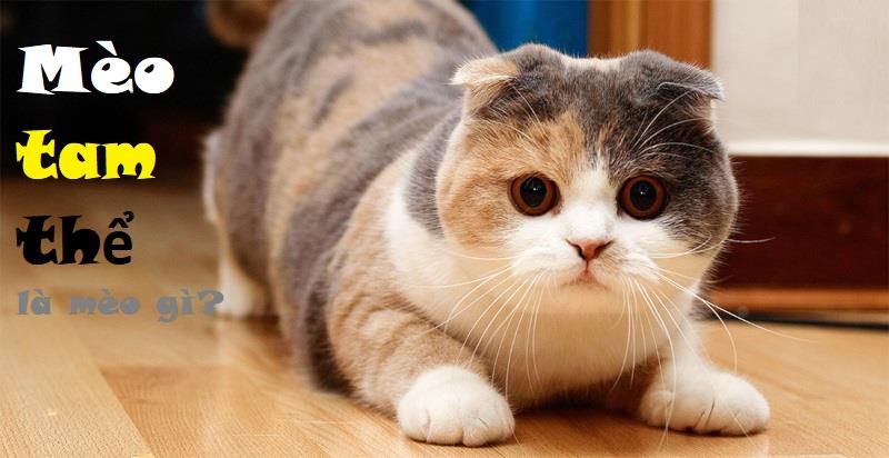 Mèo tam thể là mèo gì