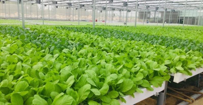 Mô hình thâm canh các giống cây trồng vụ đông