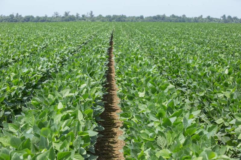 Mô hình thâm canh hoa màu vụ hè thu