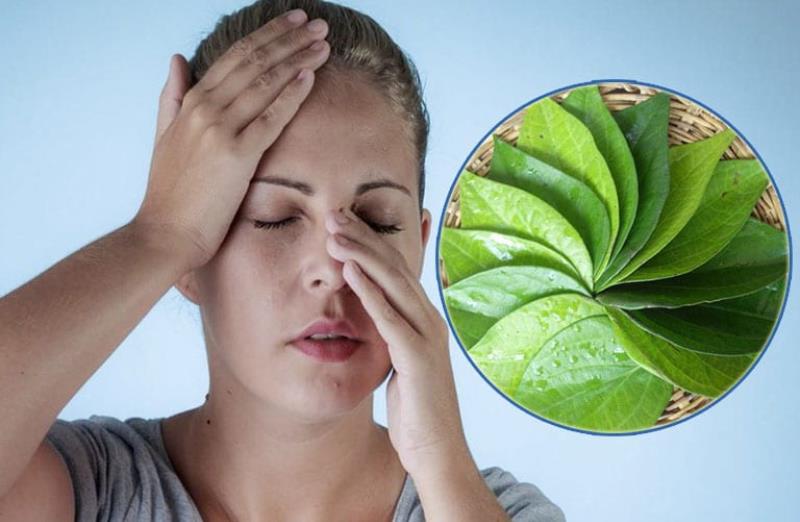 Điểm danh một số bài thuốc từ lá trầu không hiệu quả
