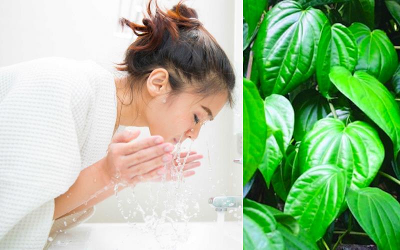 Một số tác dụng hữu hiệu khác của lá trầu không